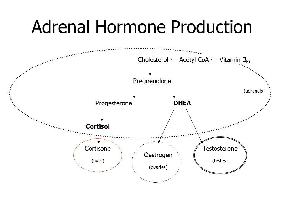 Adrenal Hormone Production