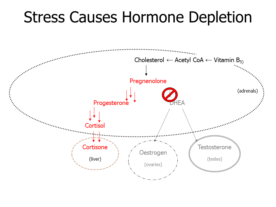 Stress shuts down hormone production
